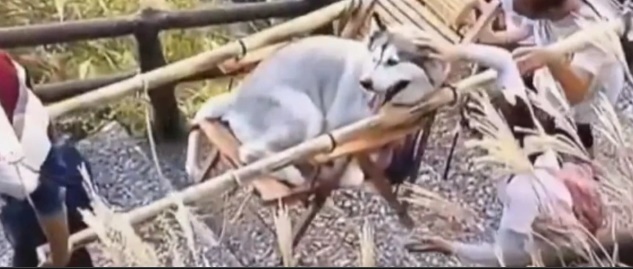 Video: Cô gái thuê người kiệu chó lên núi ngắm cảnh