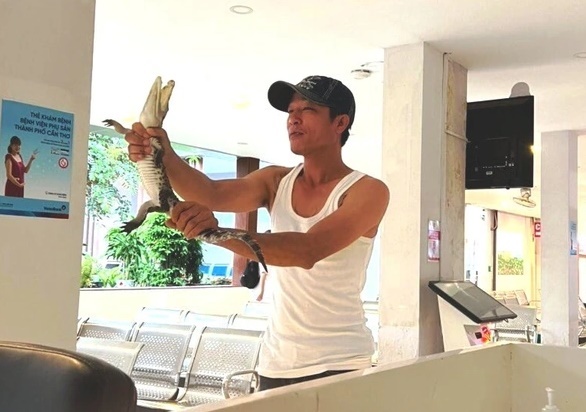 Thực hư chuyện cá sấu xuất hiện trong bệnh viện, giữa lúc triều cường Cần Thơ