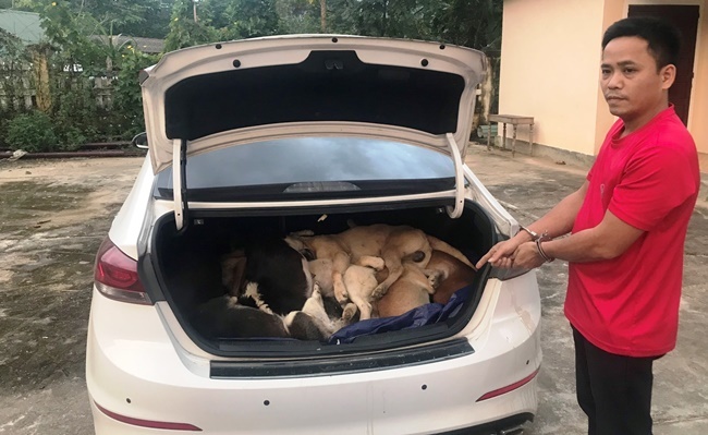 Vụ cựu giám đốc lái ô tô trộm 38 con chó: Tình tiết mới nhất