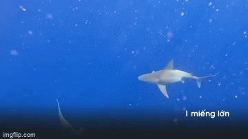 Video: Cá mập táo tợn cướp cá ngừ ngay trên tay ngư dân