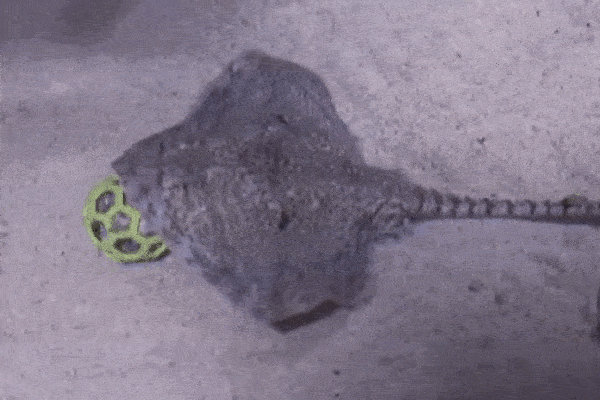 Video: Cá đuối yêu bóng đá, thể hiện kỹ năng tuyệt đỉnh