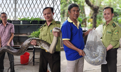 Tin thời sự mới nóng nhất 1/3: Người dân giao cặp trăn đất quý hiếm cho kiểm lâm
