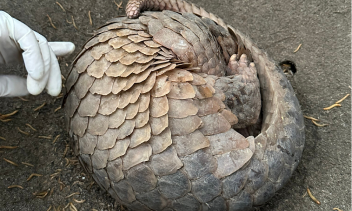 Tê tê quý hiếm nặng 4kg được phát hiện tại khu dân cư ở Đà Nẵng 