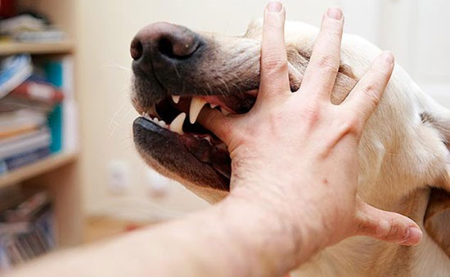 Tin thời sự mới nóng nhất 17/3: Chó dại cắn khiến 1 người tử vong, 8 người tiếp xúc gần phải điều trị