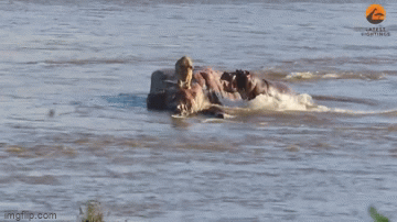 Video: Bị hà mã tấn công, sư tử hoảng loạn nhảy xuống sông