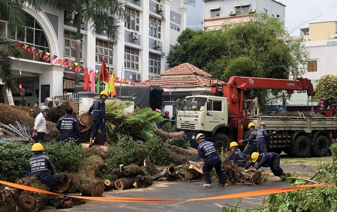 Vụ cây xanh trong trường học bật gốc: Lãnh đạo TP.HCM chỉ đạo khẩn
