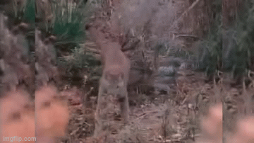 Video: Đại bàng đối đầu sư tử và cái kết