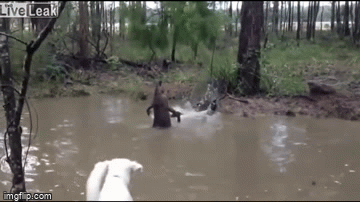 Video: Chó đen hiếu chiến liều lĩnh tấn công kangaroo và cái kết