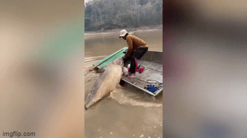 Video: Choáng trước cảnh ngư dân câu được con cá 