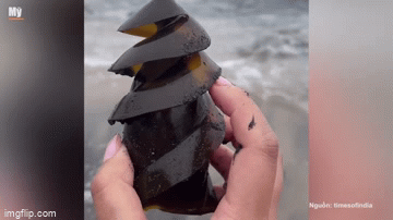 Video: Cận cảnh trứng cá mập, trong suốt như thủy tinh