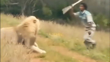 Video: Người đàn ông cầm gậy đuổi sư tử và cái kết