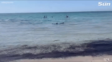 Video: Cá mập tiến gần bờ biển khiến du khách hoảng hồn