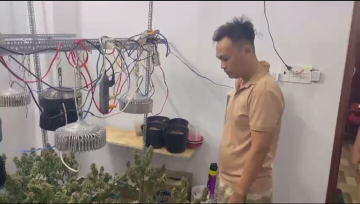 TP.HCM: Hai thanh niên thủ súng đạn, tự trồng 30 cây cần sa trong nhà