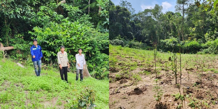 Tạm giữ nhóm đối tượng liều lĩnh trồng 900 cây cần sa cạnh trại giam Z30D 