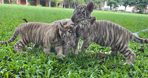 Tin nóng 24h hôm nay ngày 22/8: Hổ quý hiếm began sinh 5 con tại khu du lịch ở Đồng Nai