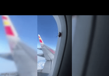 Video: Kỳ lạ con gián bò trên cửa sổ máy bay, ở độ cao 10.000m 