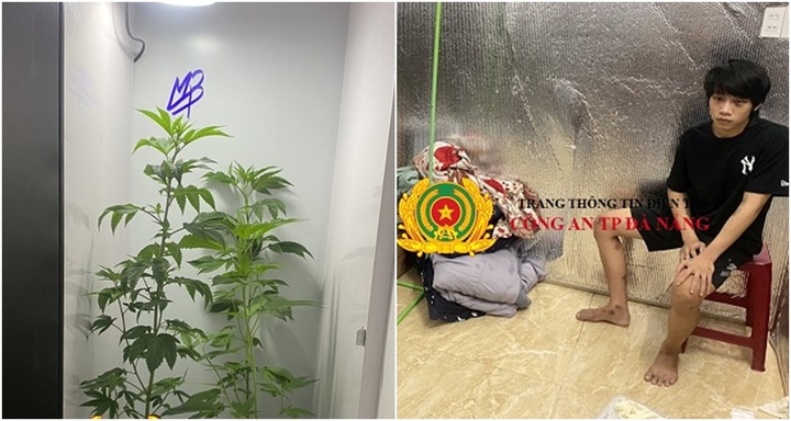 Phát hiện nam thanh niên trồng cần sa trong phòng ngủ ở Đà Nẵng 