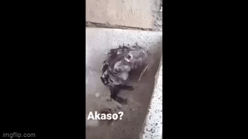 Video: Choáng trước cảnh chuột kì cọ khắp người trong bồn tắm