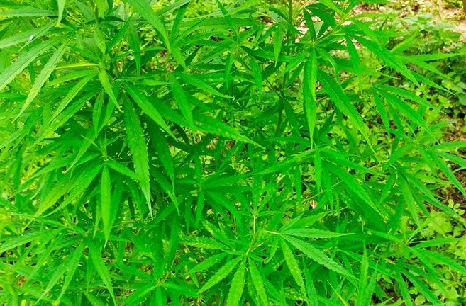 Vườn cần sa 3.000m2 ở bãi giữa sông Hồng: Ai là chủ nhân?