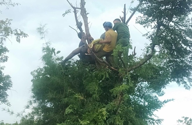 Đắk Lắk: Đi hái lá cho dê ăn, người phụ nữ bị điện giật tử vong