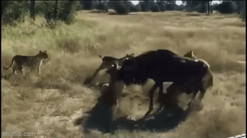 Video: Một mình đối đầu đàn sư tử, linh dương đầu bò thoát chết nhờ chiêu đặc biệt