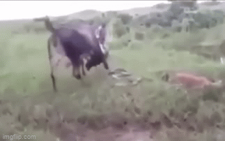 Video: Con non bị trăn Anaconda siết chết, bò mẹ nổi điên, tung đòn tấn công đối thủ để trả thù