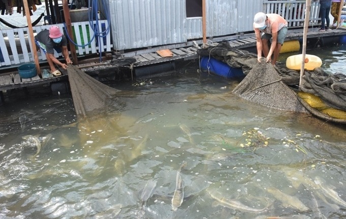 Bà Rịa - Vũng Tàu: Hơn 500 tấn thủy sản 