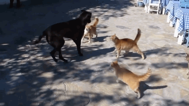 Video: Cậy mạnh 
