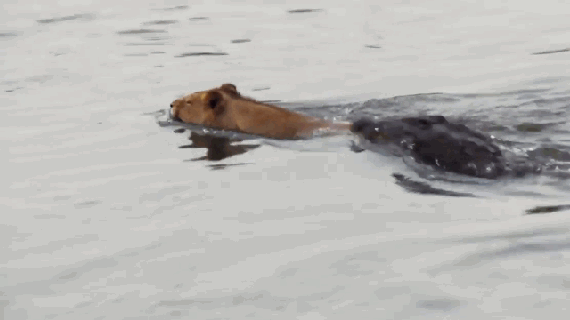 Video: Bị cá sấu dìm xuống nước khi vượt sông, sư tử có màn “lật kèo” khó tin