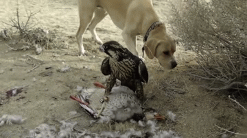 Video: Bị chó lớn 