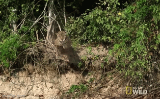 Video: Lao mình xuống sông, báo đốm liều lĩnh tóm gọn cá sấu Caiman