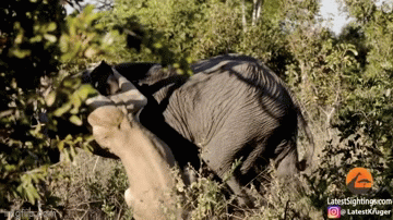 Video: Lớn mật tấn công voi rừng, sư tử nhận cái kết đắng