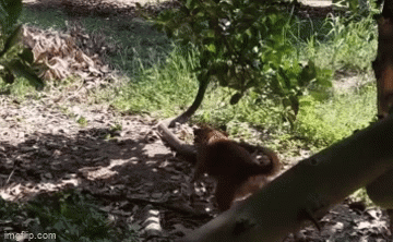 Video: Chó nhà đại chiến hổ mang chúa cực độc dài 3,7m, chiến thắng sẽ thuộc về bên nào?