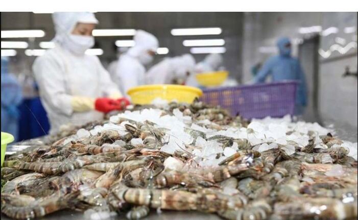 Thủy sản Minh Phú lãi ròng hơn 2 tỷ đồng/ngày bất chấp dịch bệnh