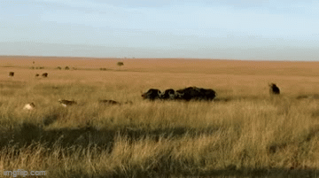 Video: Bị đàn sư tử 