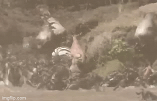 Video: Lạc giữa bầy linh dương đầu bò khi vượt sông, ngựa vằn suýt chết thảm