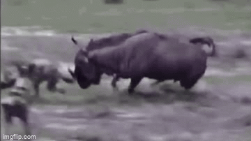 Video: Bị đàn chó hoang tấn công, linh dương đầu bò nổi điên húc kẻ đi săn bất tỉnh