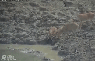 Video: Trăn khủng phi thân khỏi mặt nước, ngoạm đầu hươu lôi xuống hồ
