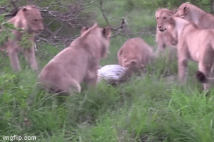 Video: Vô tình lọt giữa bầy sư tử, báo hoa mai nhận cái kết thảm