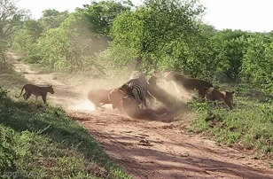 Video: Ngựa vằn đau đớn khi bị 