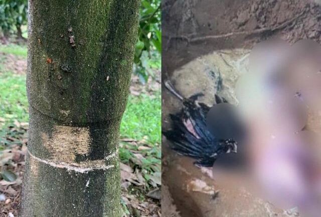 Hà Tĩnh: Truy tìm kẻ ném xác động vật xuống giếng, phá hoại vườn bưởi của người dân