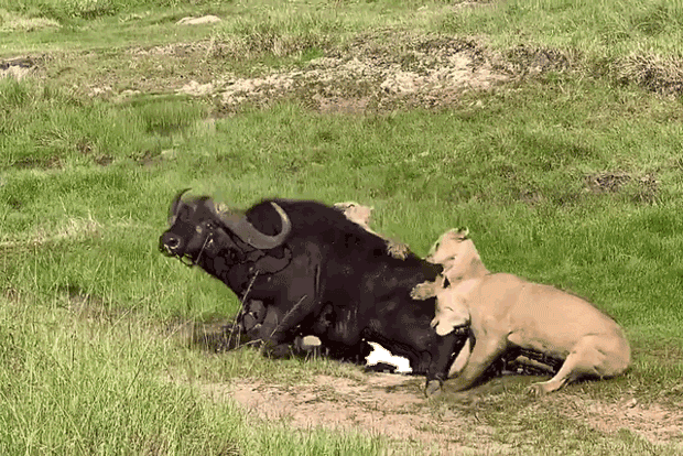 Video: Đối đầu với 3 con sư tử háu đói, trâu rừng liệu có thoát khỏi 
