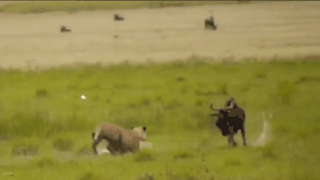 Video: Cả gan đối đầu sư tử, linh dương đầu bò phải trả giá bằng mạng sống