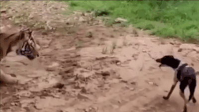 Video: Giả chết, hổ dữ bất ngờ bật dậy, tóm gọn chó hoang