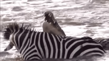 Video: Bị ngoạm gãy chân, ngựa vằn cắn trả cá sấu và cái kết khiến nhiều người ngỡ ngàng