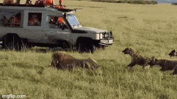 Video: Một mình đấu với bầy linh cẩu dữ tợn, sư tử vẫn giành chiến thắng áp đảo