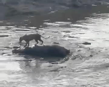 Video: Sư tử bức tốc, trốn thoát khỏi vòng vây của 40 con cá sấu một cách ngoạn mục