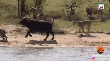 Video: Đụng độ cả sư tử và cá sấu, trâu rừng sống sót một cách thần kỳ