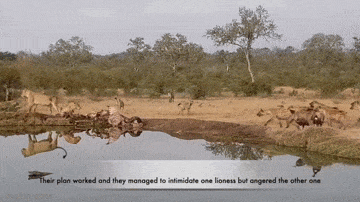 Video: Cả gan cướp