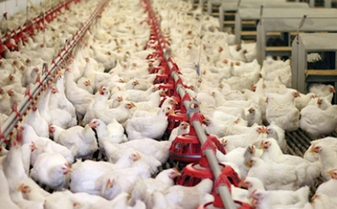 Ngân hàng rao bán đàn gà, hoa lợi,..đảm bảo cho khối nợ hơn 900 tỷ đồng